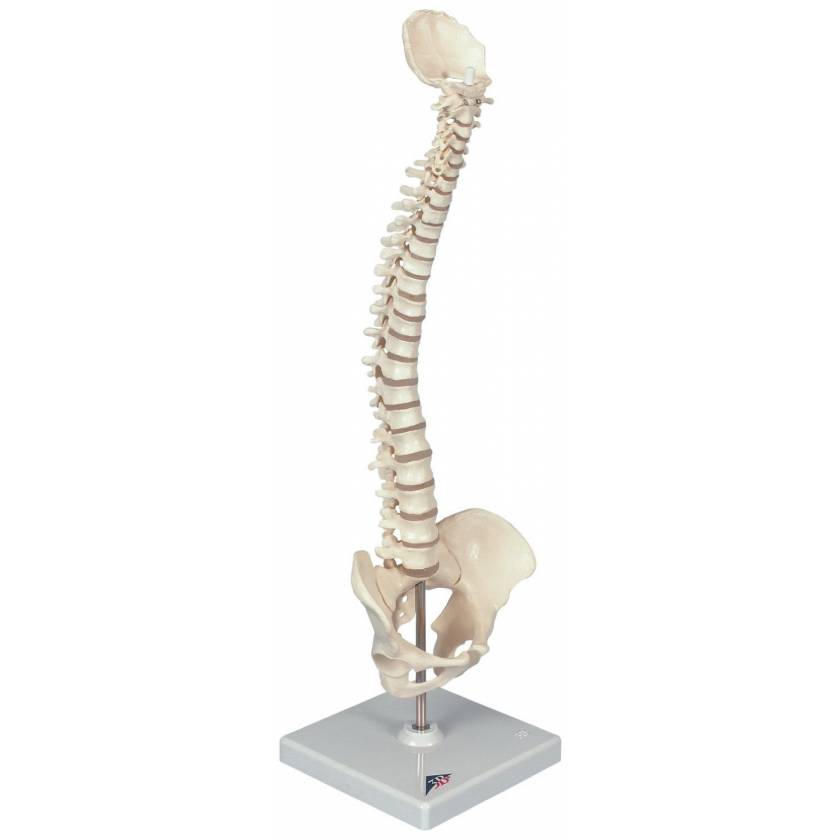 3B Scientific A18/15 Mini Cranio, in 3 Parti + software gratuito di