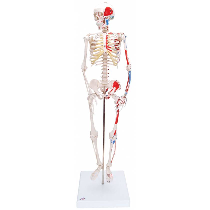 Mini Skeleton with Painted Muscles on Pelvic Mounted Base
