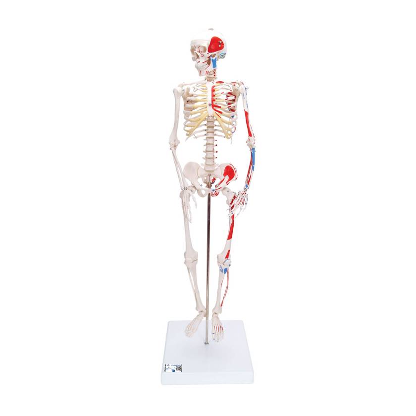 3B Scientific A18-5 Mini Skeleton with Painted Muscles on Pelvic Mounted Base - 3B Smart Anatomy