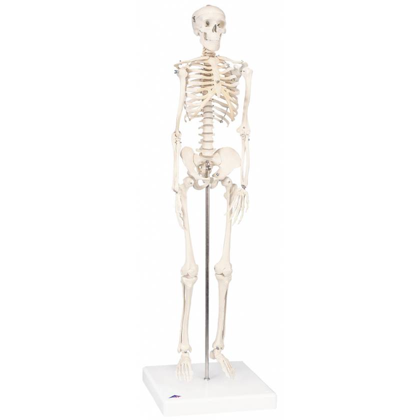 Mini Skeleton - Mounted on Base - 3B Smart Anatomy
