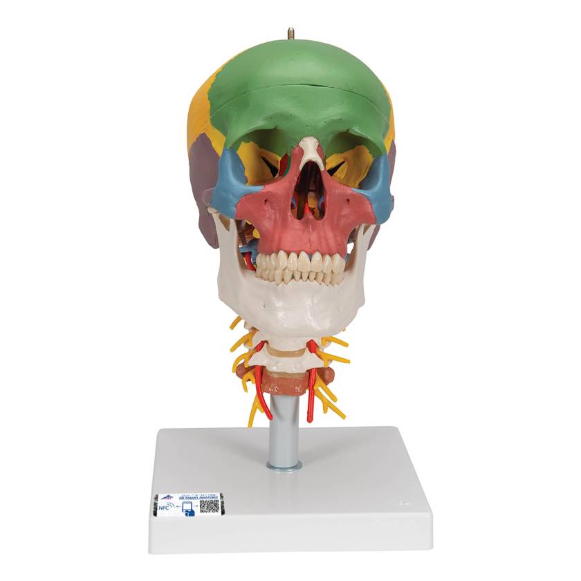 3B Scientific A20-2 Didactic Skull on Cervical Spine (4-Part) - 3B Smart Anatomy