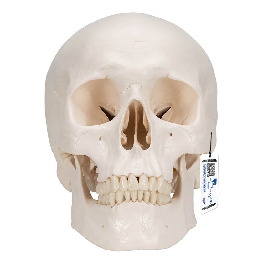 3B Scientific A20-9 Classic 3-Part Human Skull with 5-Part Brain - 3B Smart Anatomy