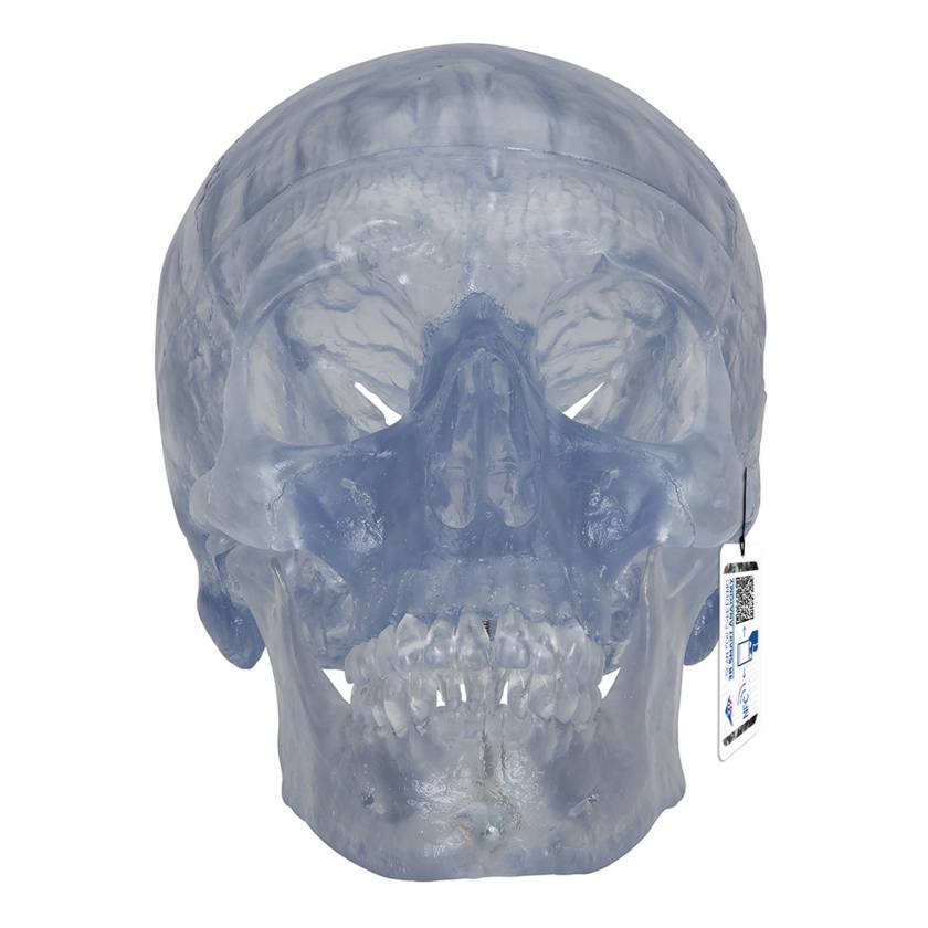 3B Scientific A20-T Classic Human Skull - Transparent (3-Part) - 3B Smart Anatomy