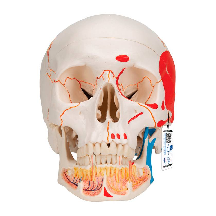 3B Scientific A22-1 Classic Painted Human Skull with Opened Lower Jaw (3-Part) - 3B Smart Anatomy