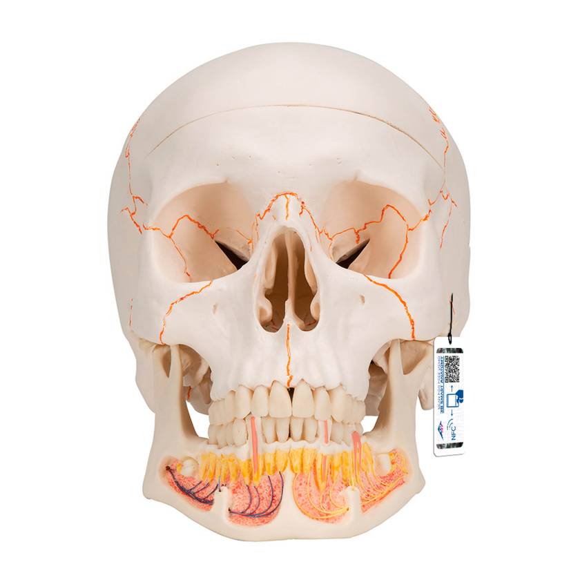 3B Scientific A22 Classic Human Skull with Opened Lower Jaw (3-Part) - 3B Smart Anatomy