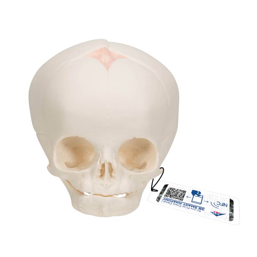 3B Scientific A25 Fetal Skull - 30th Week of Pregnancy - 3B Smart Anatomy