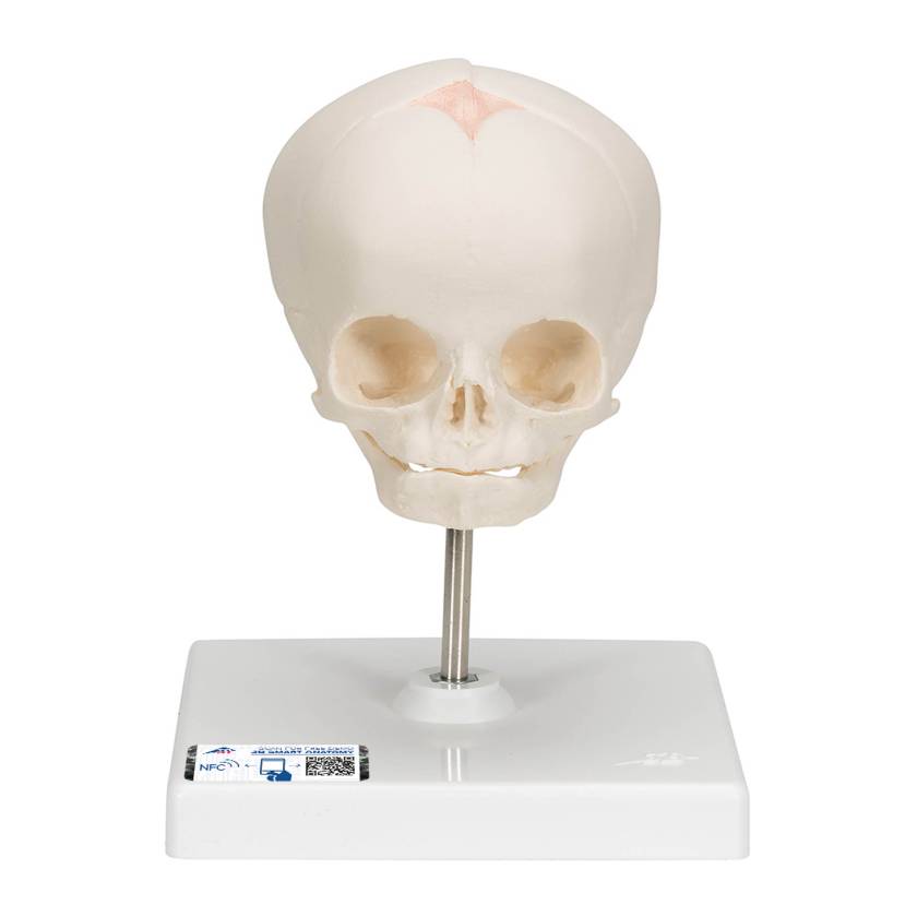 3B Scientific A26 Fetal Skull on Stand - 30th Week of Pregnancy - 3B Smart Anatomy