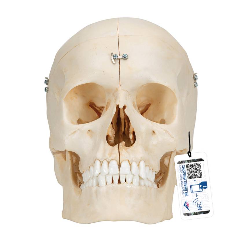 3B Scientific A281 BONElike Human Bony Skull (6-Part) - 3B Smart Anatomy