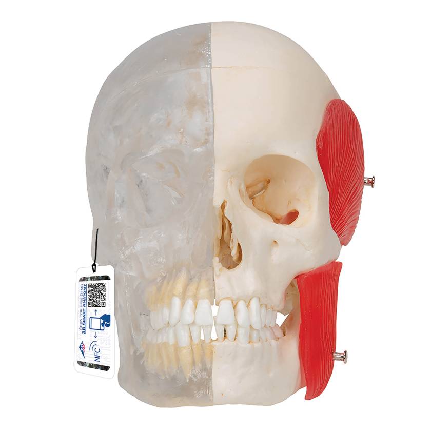 3B Scientific A282 BONElike Human Skull - Half Transparent & Half Bony (8-Part) - 3B Smart Anatomy