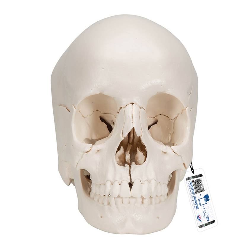 3B Scientific A290 Beauchene Adult Human Skull Kit, Natural Bone Color (22-Part) - 3B Smart Anatomy