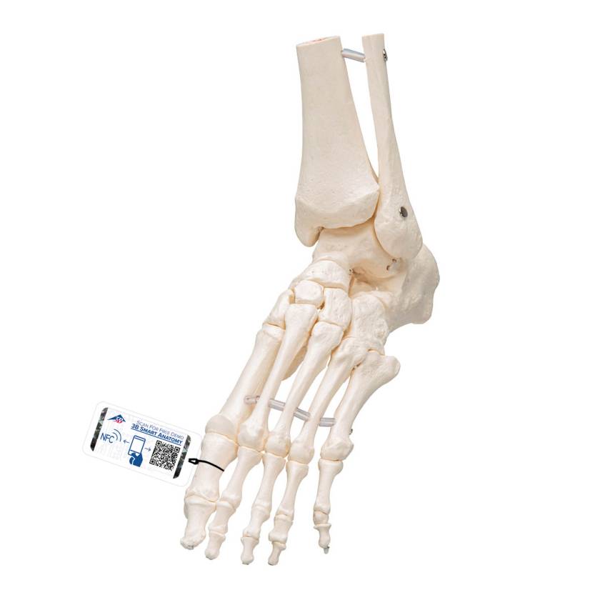 3B Scientific A31/1 Loose Foot and Ankle Skeleton with Elastic Bungy