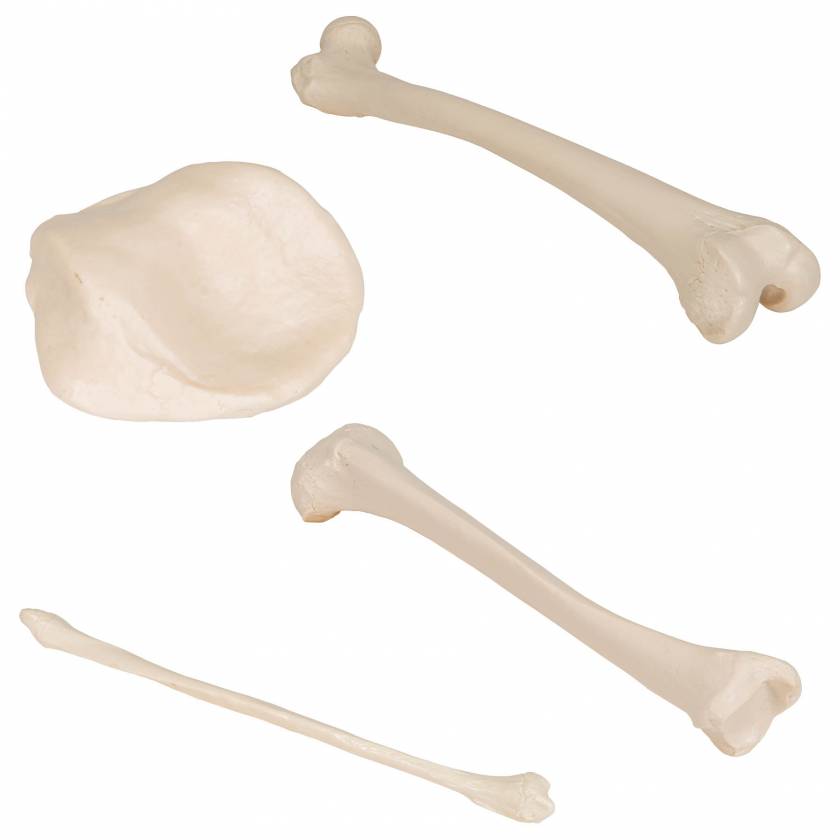 3B Scientific A35-1 A35-3 A35-4 3B Smart Anatomy Human Leg Bones and A35-2 Patella Bone