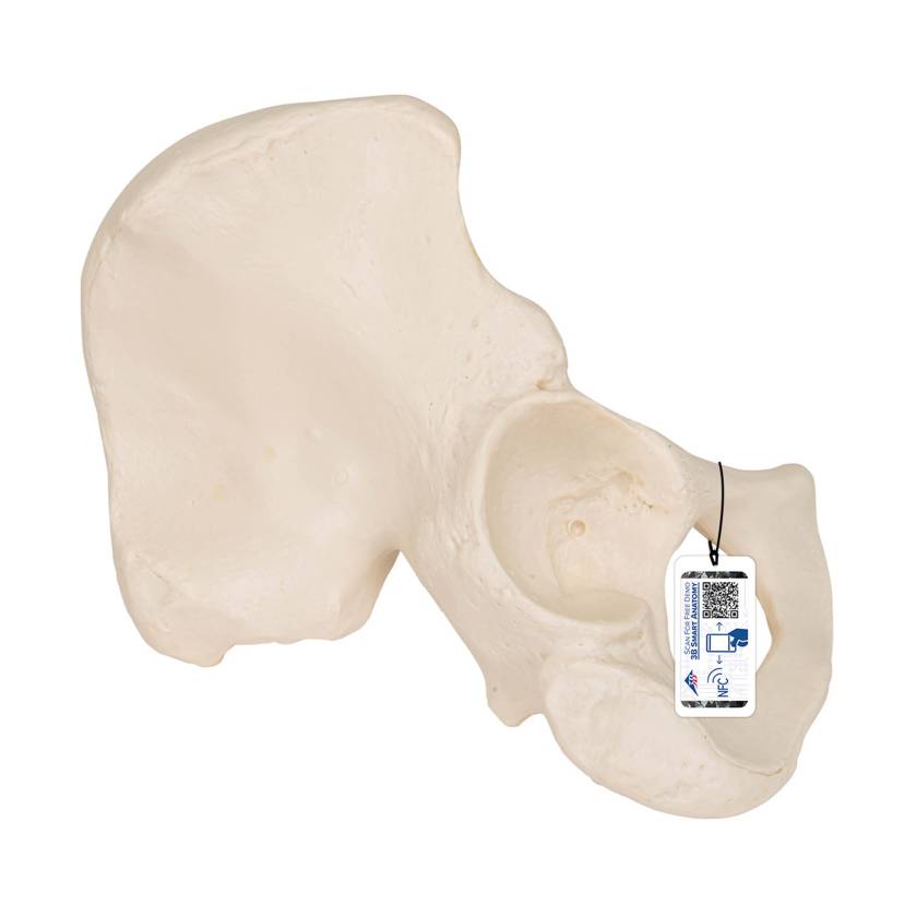 3B Scientific A35-5 Hip Bone Model - 3B Smart Anatomy