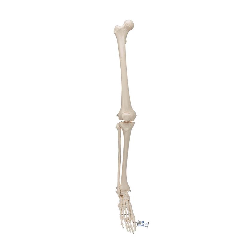 3B Scientific A35 Leg Skeleton with Foot - 3B Smart Anatomy