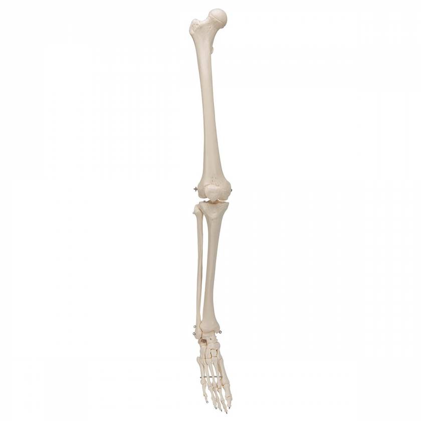 Leg Skeleton with Foot - 3B Smart Anatomy