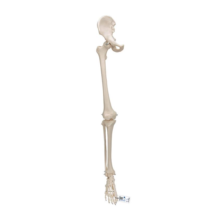 3B Scientific A36 Human Leg Skeleton Model with Hip Bone - 3B Smart Anatomy