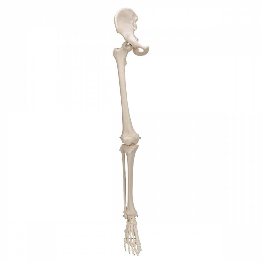 Leg Skeleton with Hip Bone - 3B Smart Anatomy