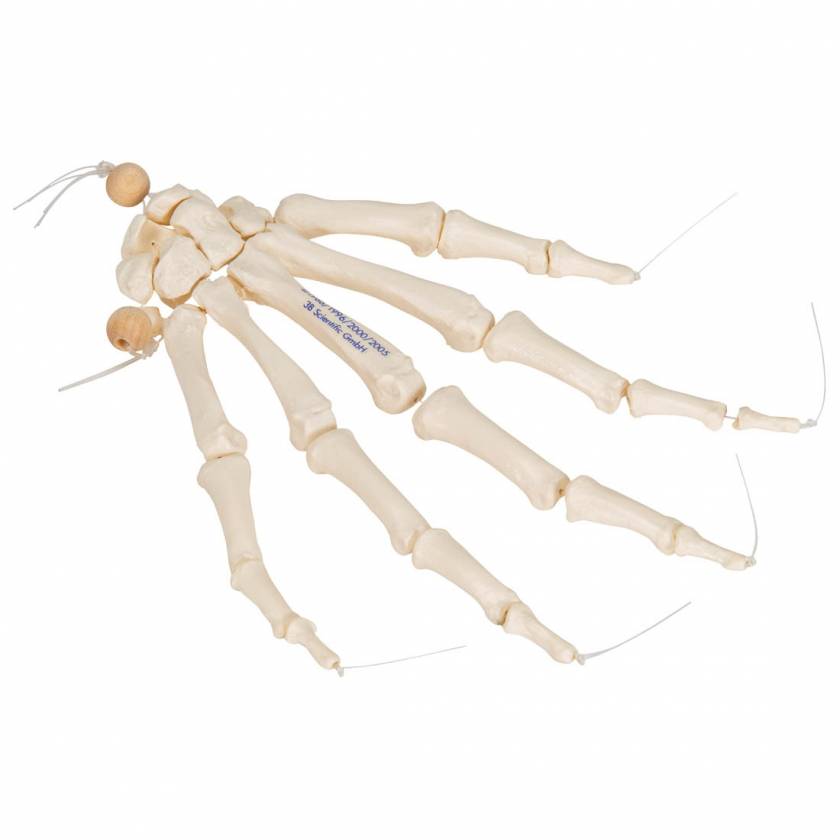 Hand Skeleton Loosely Threaded on Nylon - 3B Smart Anatomy