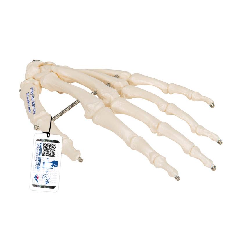 3B Scientific A40 Human Hand Skeleton Model, Wire Mounted