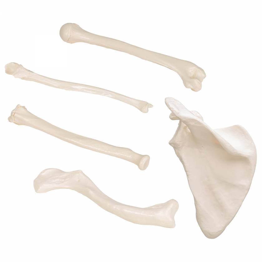 3B Scientific Human Arm Bone Models - 3B Smart Anatomy