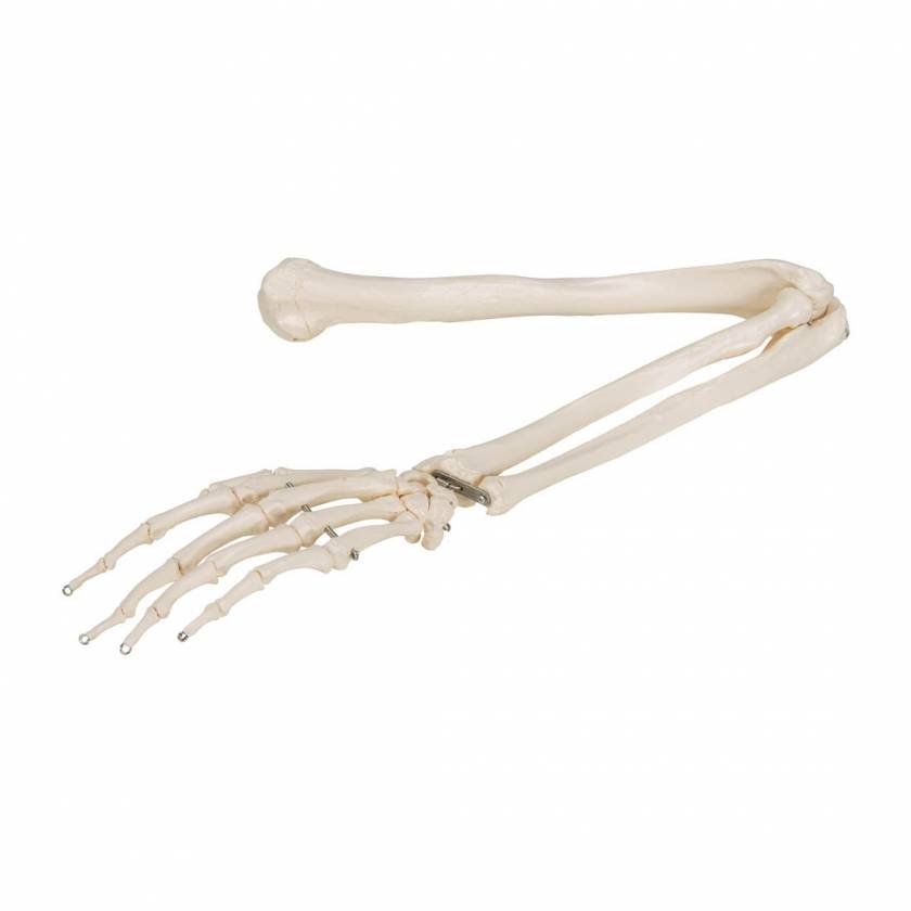Arm Skeleton - 3B Smart Anatomy