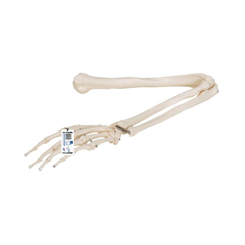 3B Scientific A45 Arm Skeleton Model Wire Mounted
