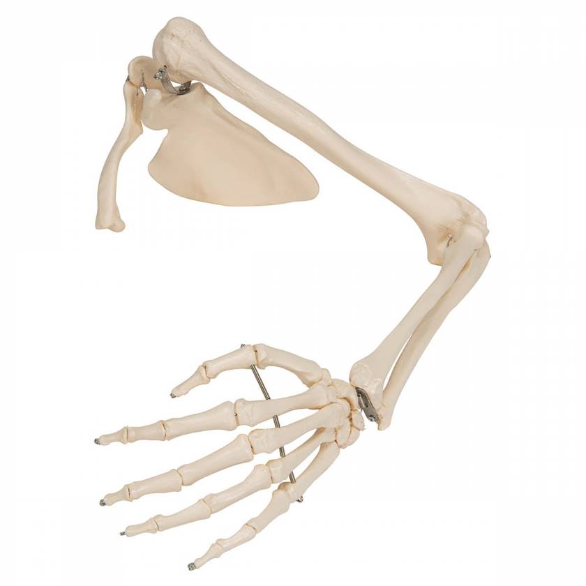 Arm Skeleton with Scapula and Clavicle - 3B Smart Anatomy