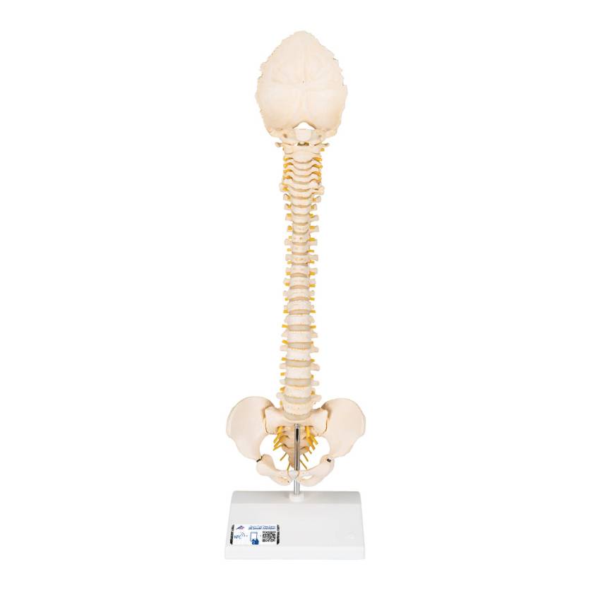 3B Scientific A52 BONElike Child's Vertebral Column Model - 3B Smart Anatomy