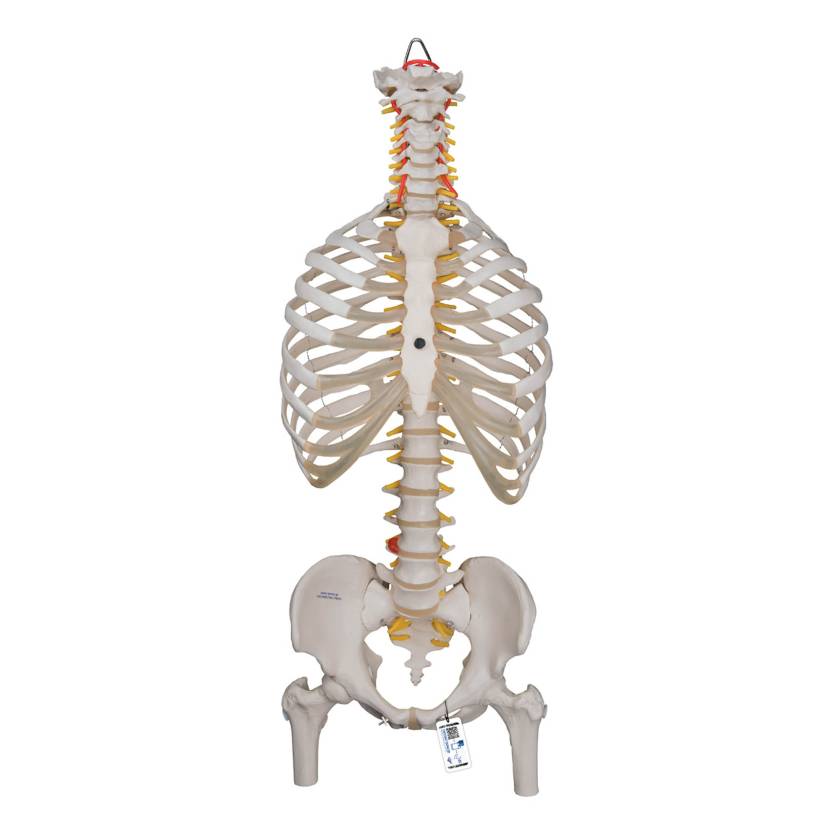 3B Scientific A56/2 Classic Flexible Spine with Ribs and Femur Heads - 3B Smart Anatomy