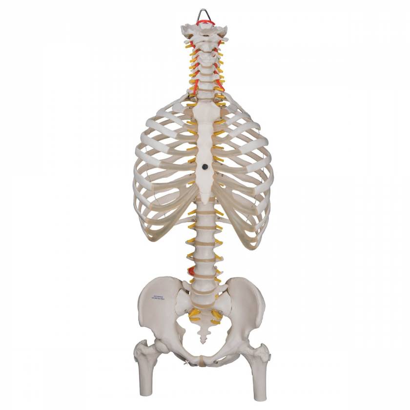 3B Scientific A56-2 Classic Flexible Spine with Ribs and Femur Heads - 3B Smart Anatomy