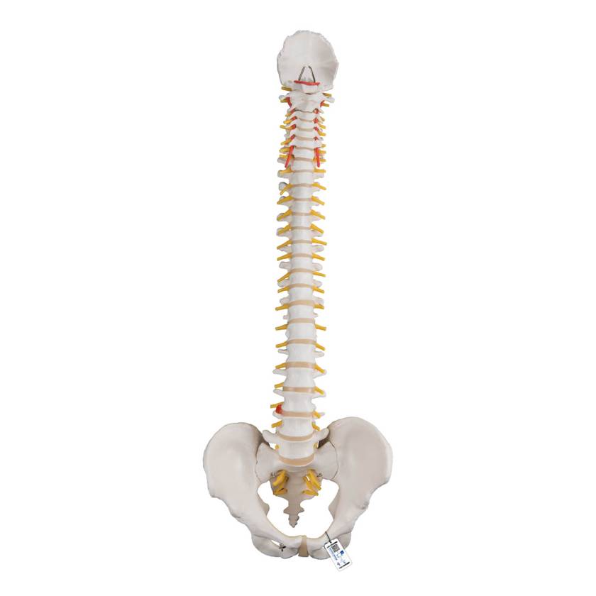 3B Scientific A58-1 Classic Flexible Spine with Male Pelvis - 3B Smart Anatomy