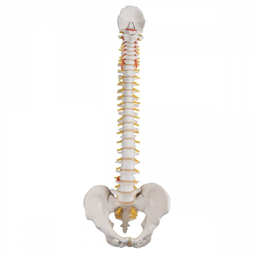 Classic Flexible Spine with Male Pelvis - 3B Smart Anatomy