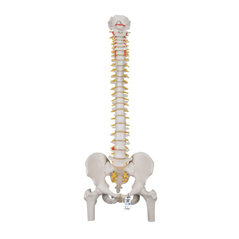 3B Scientific A58-2 Classic Flexible Spine with Femur Heads - 3B Smart Anatomy