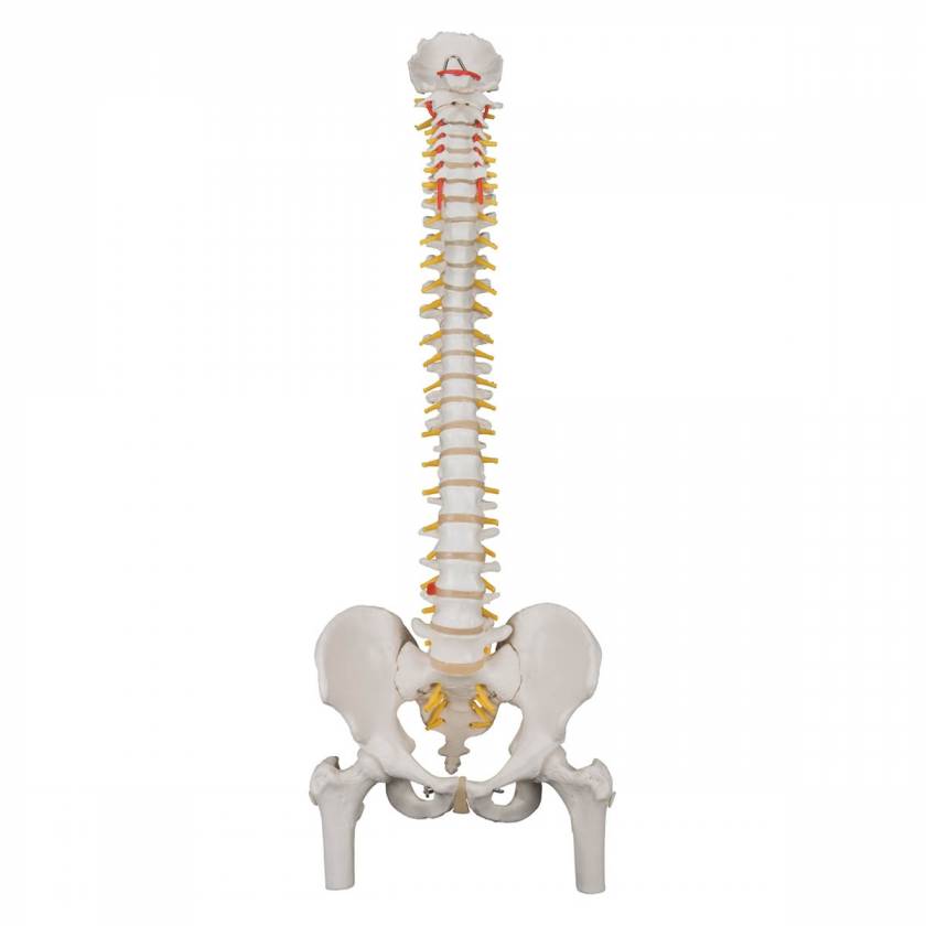 3B Scientific A58-2 Classic Flexible Spine with Femur Heads - 3B Smart Anatomy
