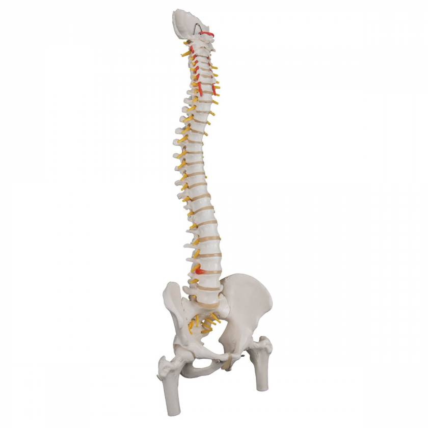 Spine Replica A58/7 Deluxe Flexible Spine Model With Femur Heads