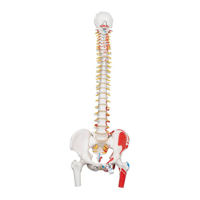 3B Scientific A58-3 Classic Flexible Spine with Femur Heads and Painted Muscles - 3B Smart Anatomy