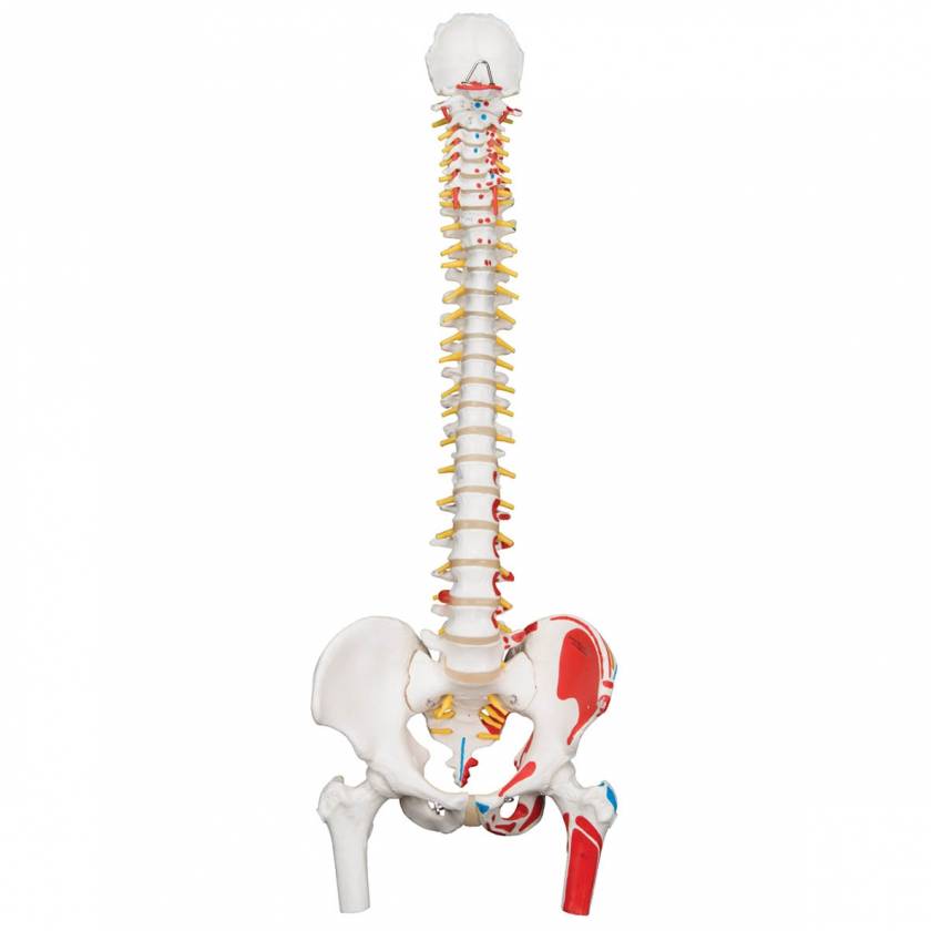 Classic Flexible Spine with Femur Heads and Painted Muscles - 3B Smart Anatomy
