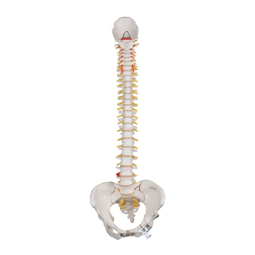3B Scientific A58-4 Classic Flexible Spine with Female Pelvis - 3B Smart Anatomy