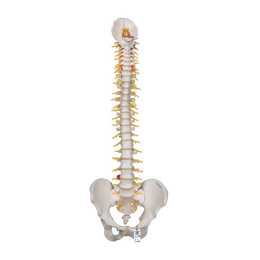 3B Scientific A58-5 Deluxe Flexible Spine with Brain Stem & Opened Sacrum - 3B Smart Anatomy