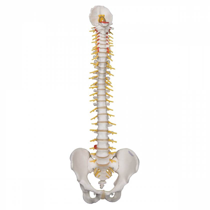 Deluxe Flexible Spine with Brain Stem & Opened Sacrum - 3B Smart Anatomy