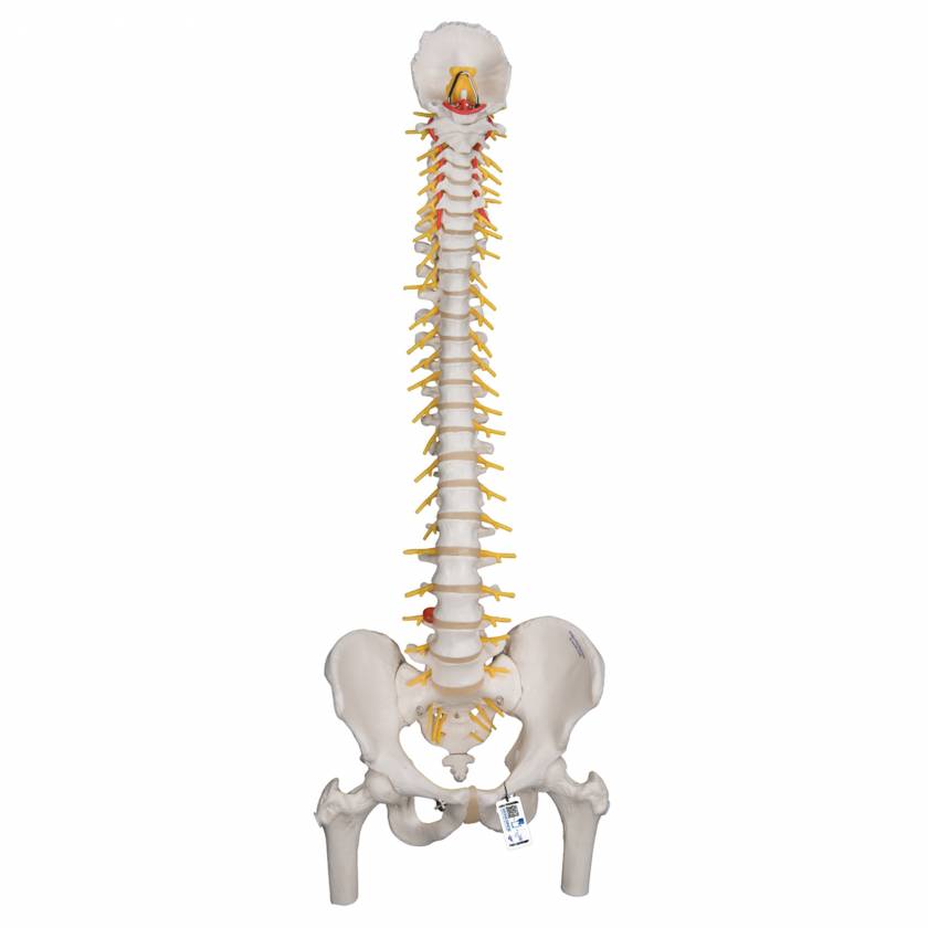 Deluxe Flexible Spine with Femur Heads - 3B Smart Anatomy