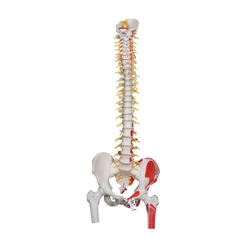3B Scientific A58-7 Deluxe Flexible Spine with Femur Heads & Painted Muscles - 3B Smart Anatomy