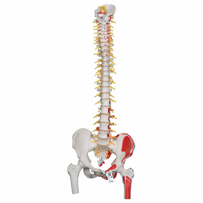 Deluxe Flexible Spine with Femur Heads & Painted Muscles - 3B Smart Anatomy