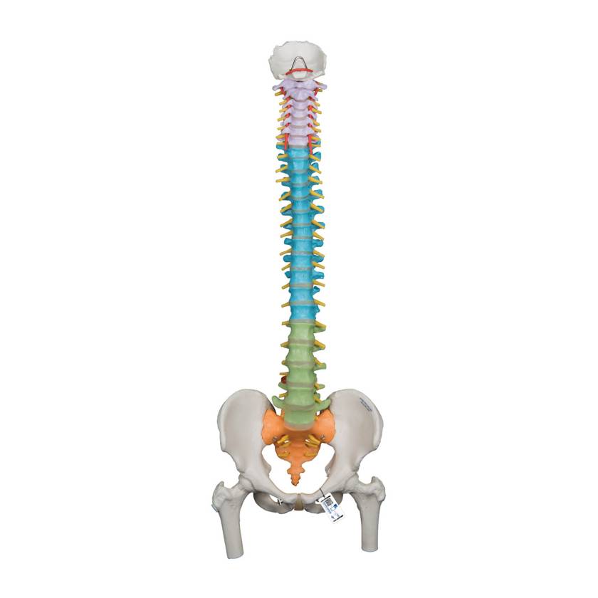 3B Scientific A58/9 Didactic Flexible Spine with Femur Heads