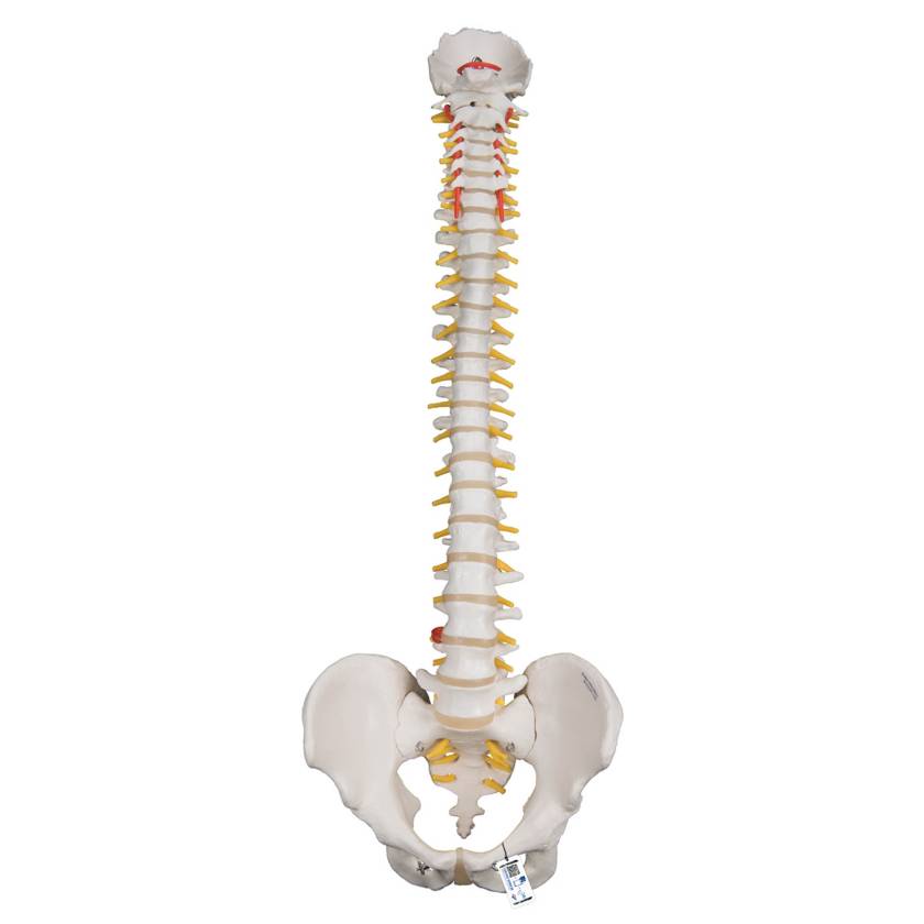 3B Scientific A59-1 Highly Flexible Spine Model - 3B Smart Anatomy