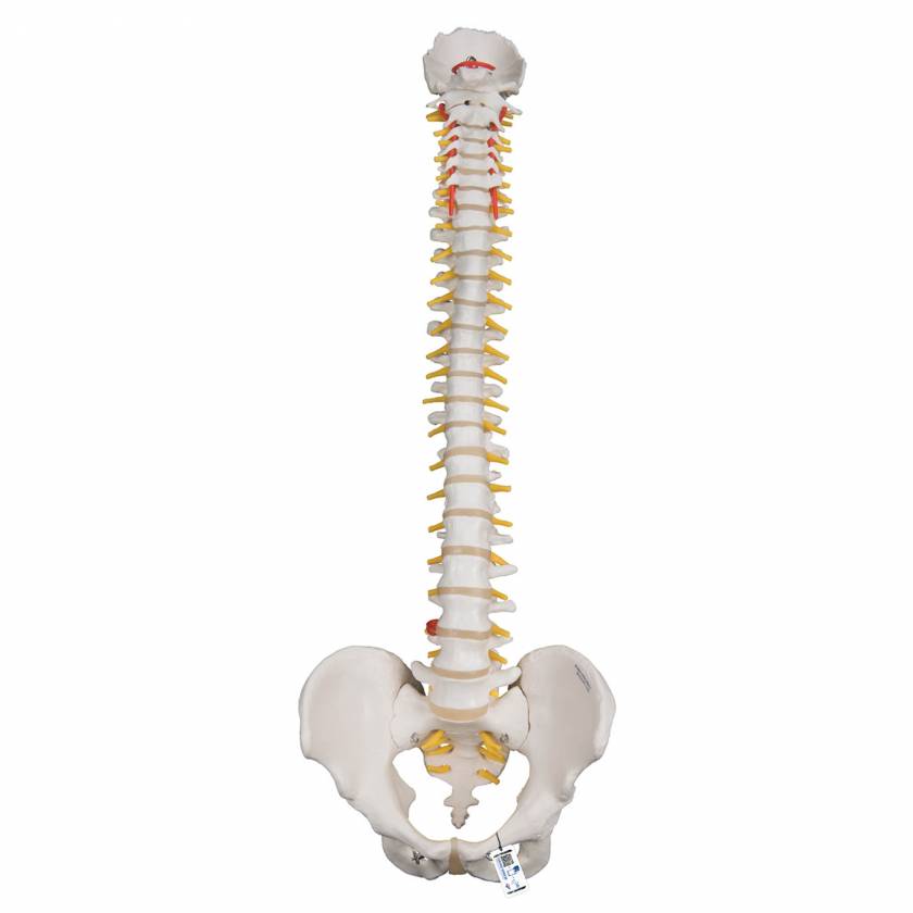 Highly Flexible Spine Model - 3B Smart Anatomy