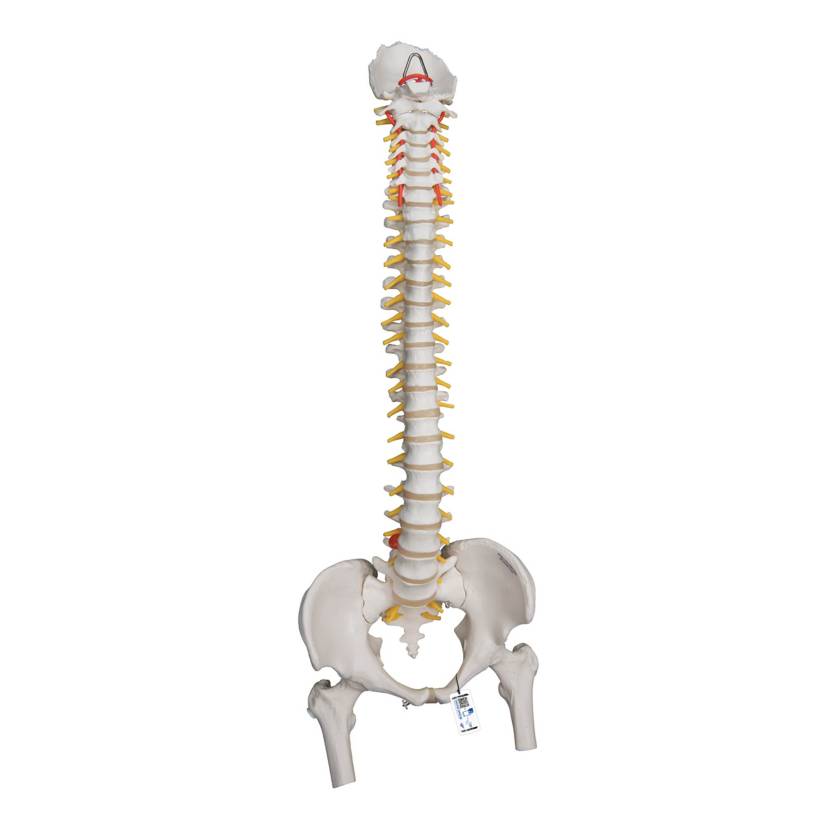 3B Scientific A59-2 Highly Flexible Spine Model with Femur Heads - 3B Smart Anatomy