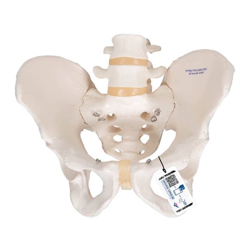 3B Scientific A60 Male Pelvic Skeleton - 3B Smart Anatomy