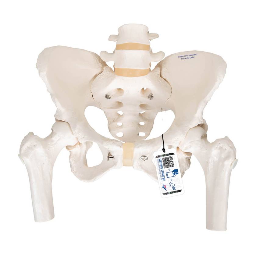 3B Scientific A62 Female Pelvic Skeleton with Movable Femur Heads - 3B Smart Anatomy