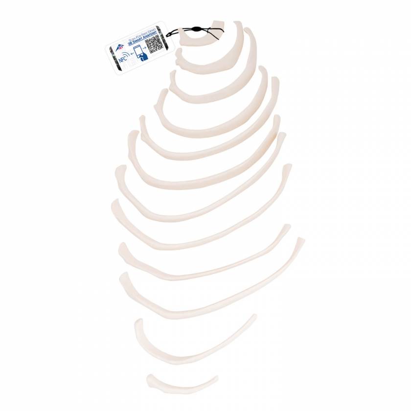 12 Ribs of One Side - 3B Smart Anatomy